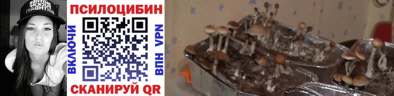 Псилоцибиновые грибы ЛСД Новый Оскол